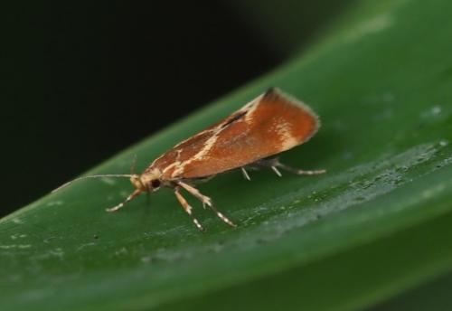 Metalampra sp.